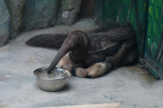 原來恒溫恒濕空調不光為人類服務，還可以服務動物